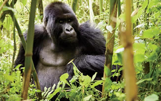Rwanda safaris