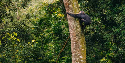 gorilla safaris