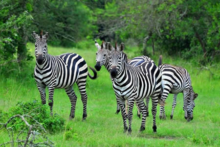 gorilla safaris