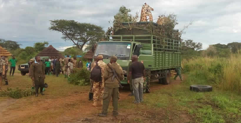 Rothchild's giraffe conservation 