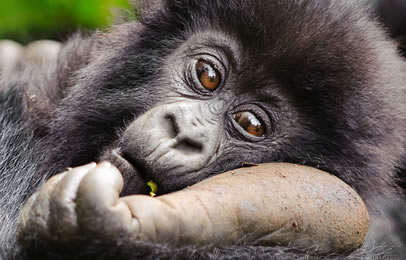 gorilla safaris
