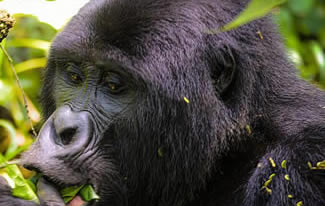 Rwanda safaris