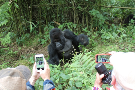 gorilla safaris