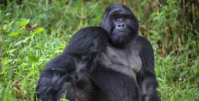 Gorilla trekking in Uganda