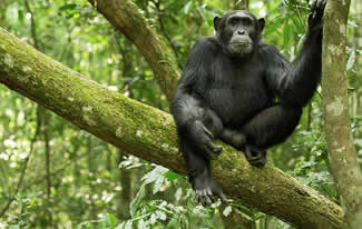 nyungwe national park