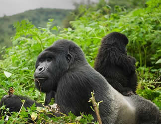 gorilla safaris 