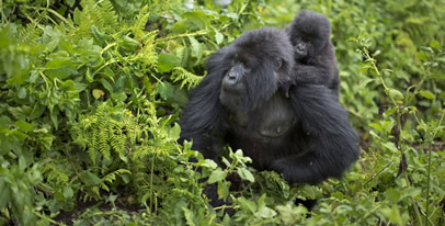 7 Days Uganda Gorilla Safari