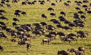 Serengeti National Park game safari