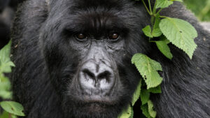 Congo Safaris