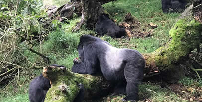 5 Days Uganda Gorillas  Primates safari