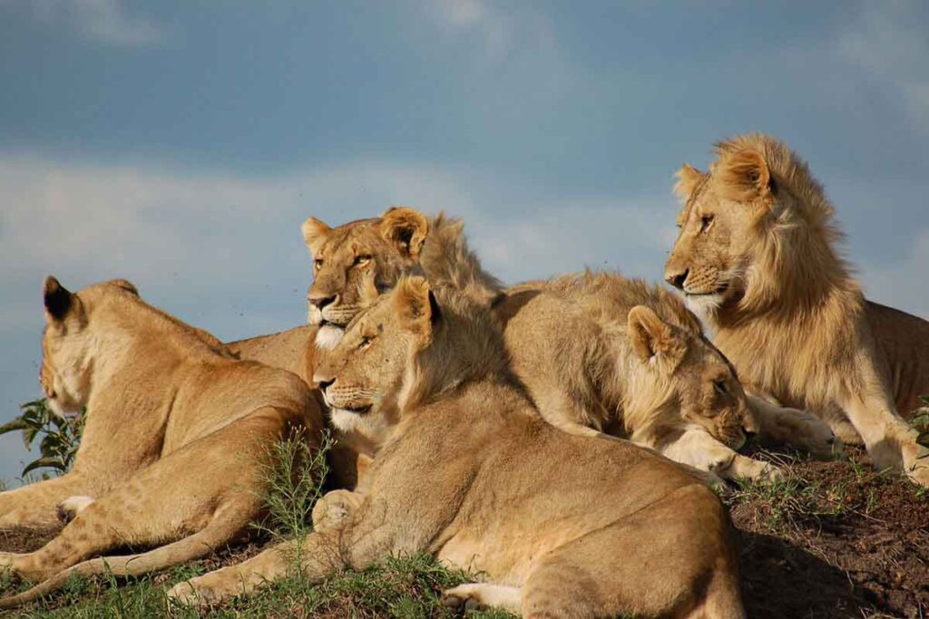 11 days uganda safari