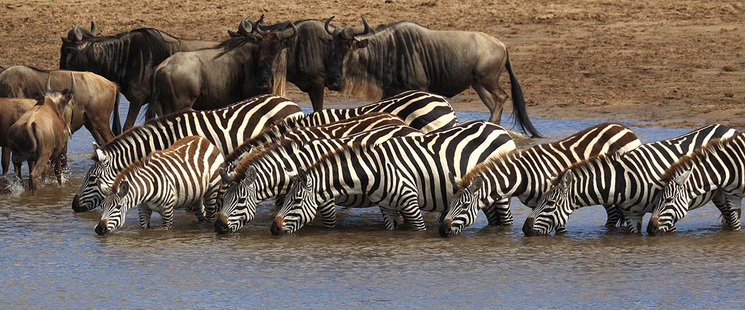 7 Days Tanzania Safari