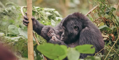 8 Days Uganda wildlife safari