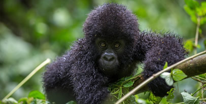 gorilla safaris