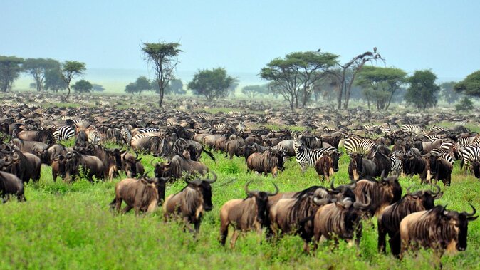 9 Days Northern Tanzania Safari