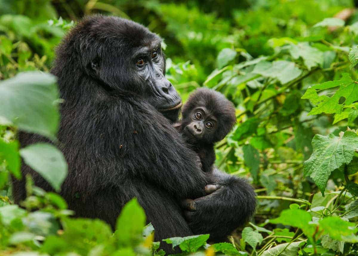 gorilla safaris 