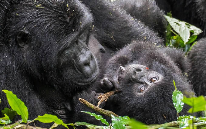 Mountain gorilla facts