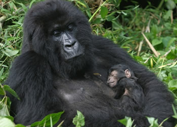 10 Days Uganda Safari