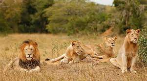 14 Days Uganda Rwanda safari