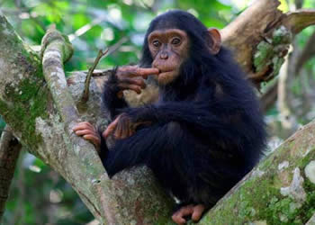 chimpanzee habituation 