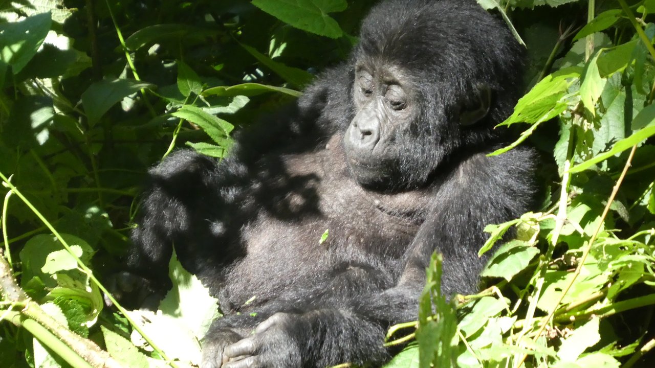 gorilla safaris