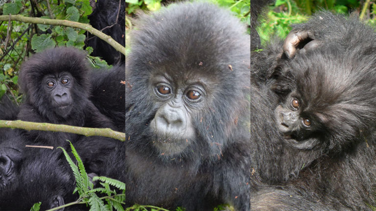 Gorilla Naming Ceremony