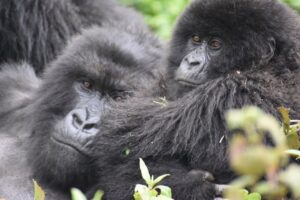 gorilla trekking