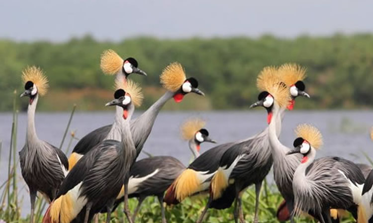 Uganda safaris