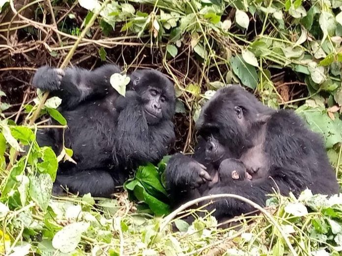 Gorilla Safaris