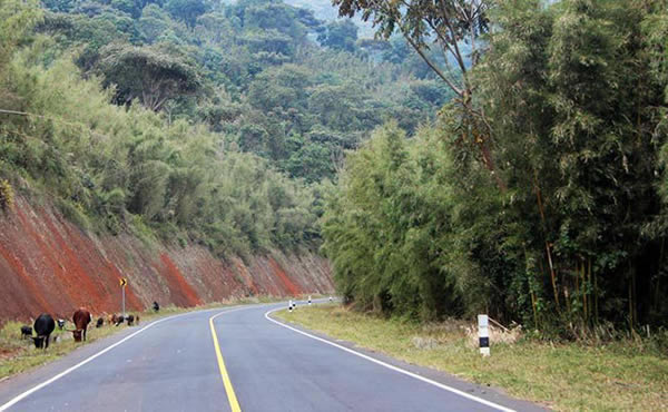Bwindi gorilla Safaris