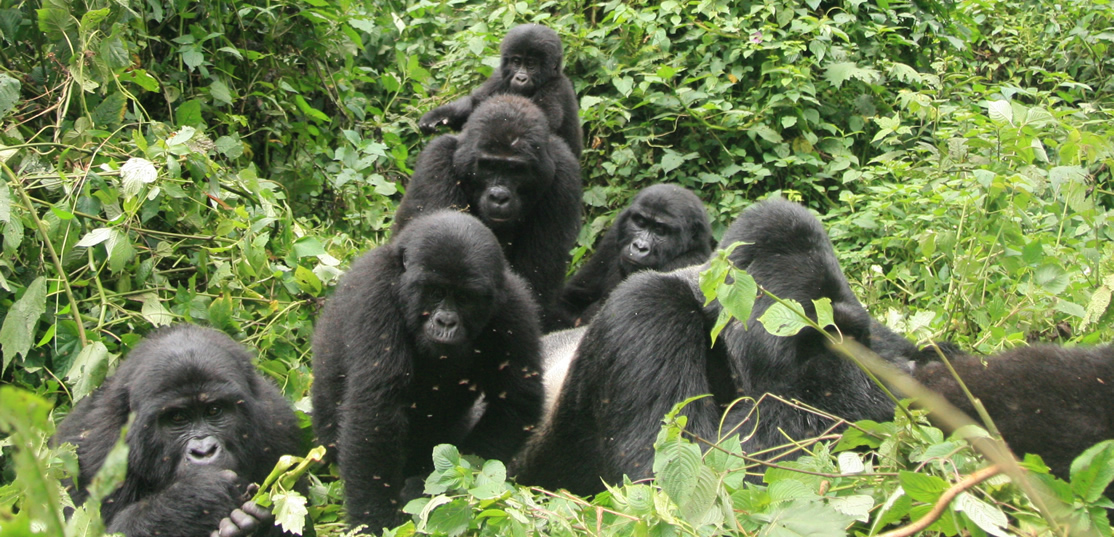 Gorilla safaris 