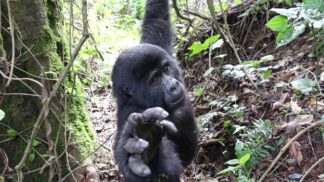 gorilla safaris