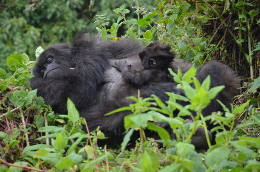 | Gorilla Trek Africa Nkuringo