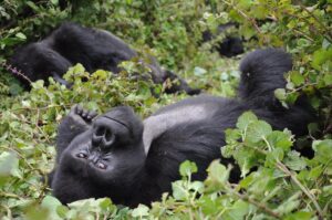 gorilla safaris