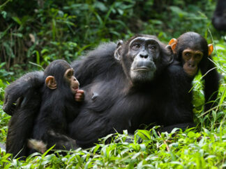 gorilla safaris 