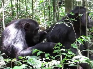7 Days Double Gorilla Trek