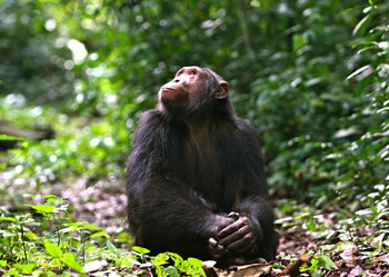 5 Days Rwanda Safari