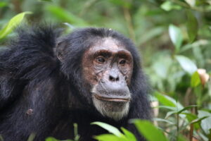 10 Days Uganda safari