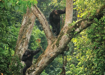 chimpanzees