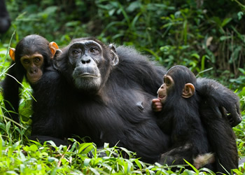 5 Days Uganda Gorilla Safari