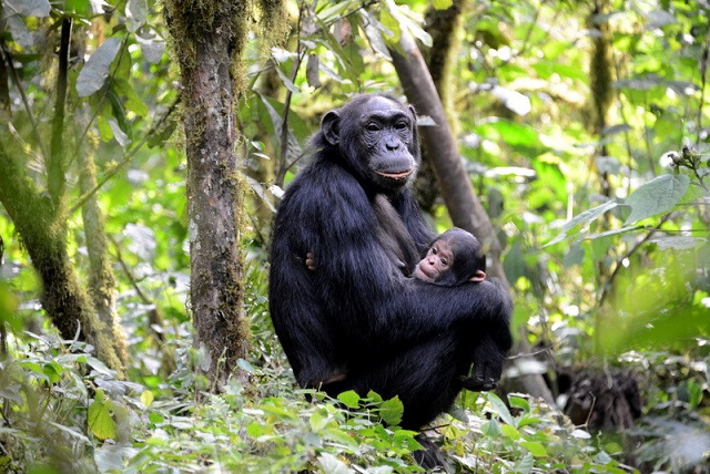 chimpanzees