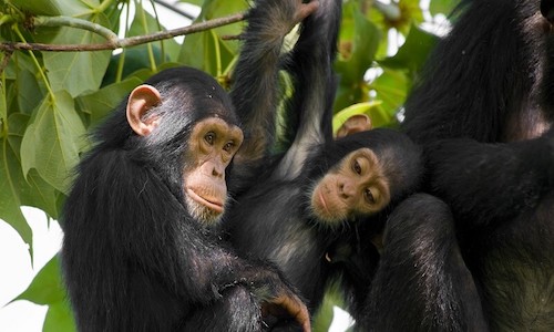chimpanzees