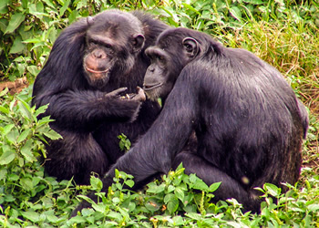 Kibale forest national park