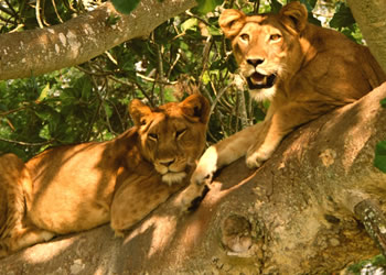 Uganda safaris