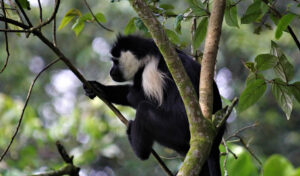 9 Days Uganda Rwanda  Congo safari