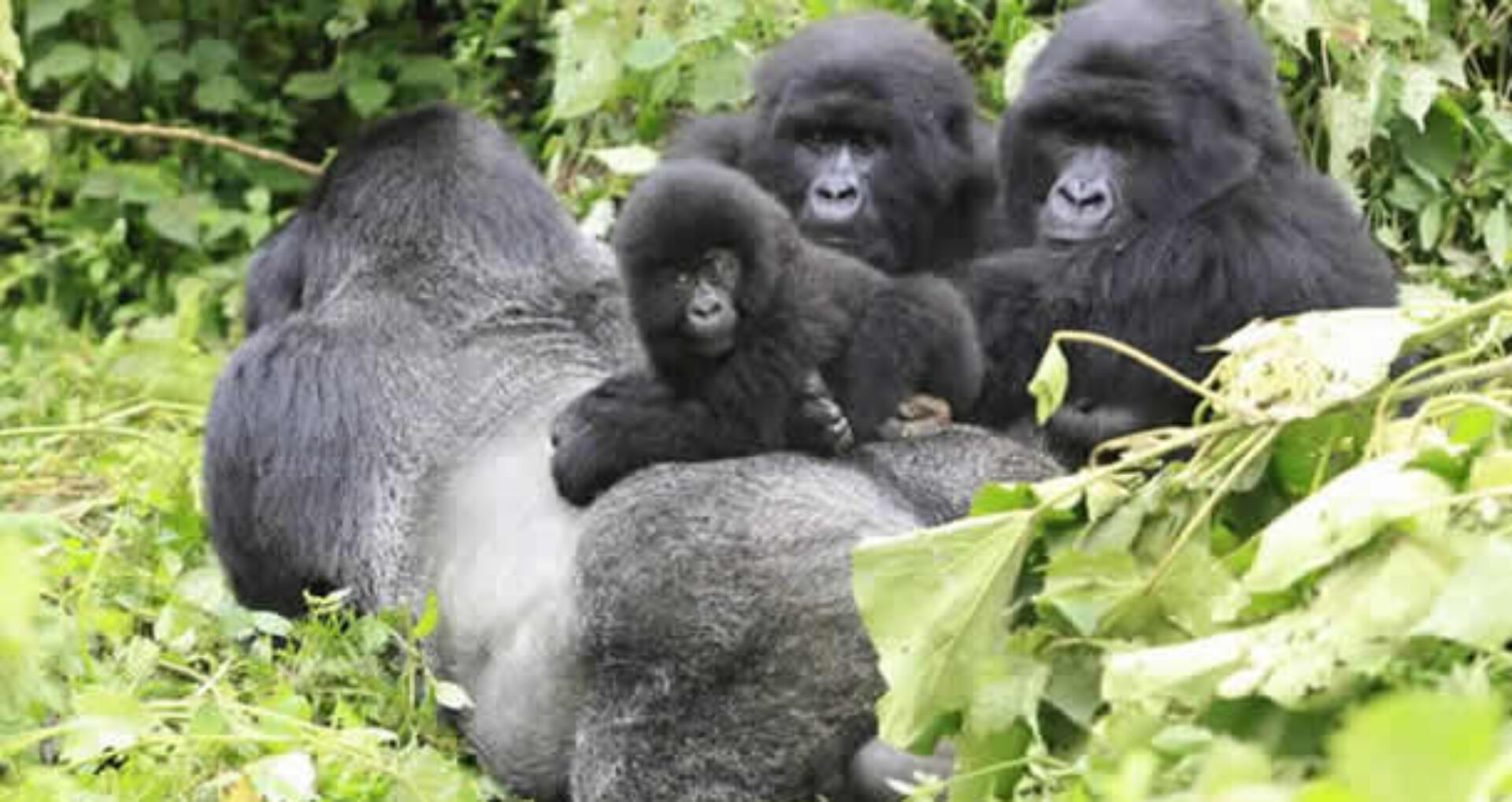 gorilla safaris 