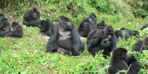 gorilla trekking tour