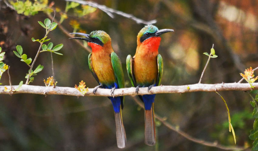 Rwanda safaris
