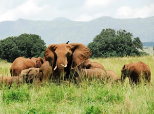 uganda national parks