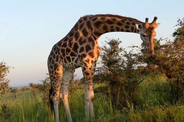 Rothchild's giraffe conservation in Uganda